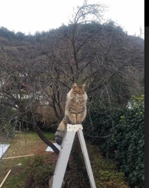 北欧风暴与东方利剑，当团队碾压遇见个人制胜