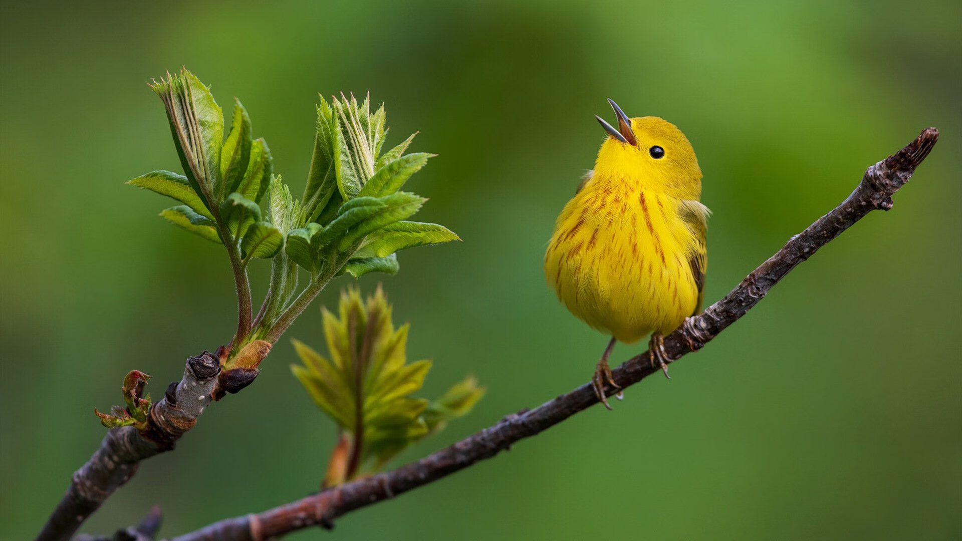 戈贝尔式铁壁！浙江队掀起逆转狂潮翻盘福建