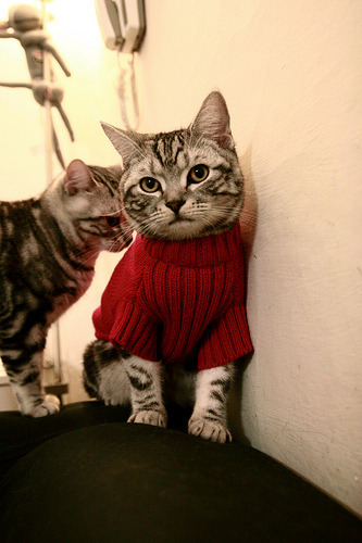 平行宇宙篮球夜，当陶汉林成为洛杉矶快船的终极答案