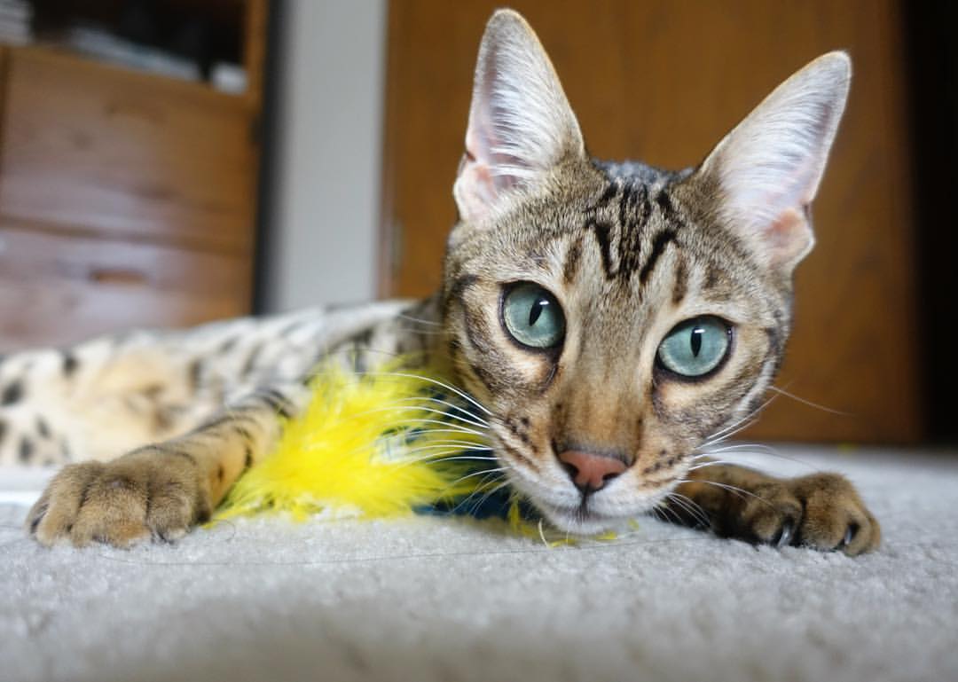 战术的进站窗口,上海队如何像F1策略组一样在街道赛焦点战中压制辽宁队