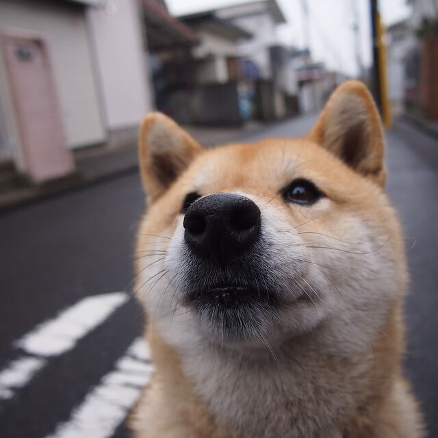 骑士强势拿下上海队，哈利伯顿在意甲焦点战接管比赛，篮球世界的双线辉煌
