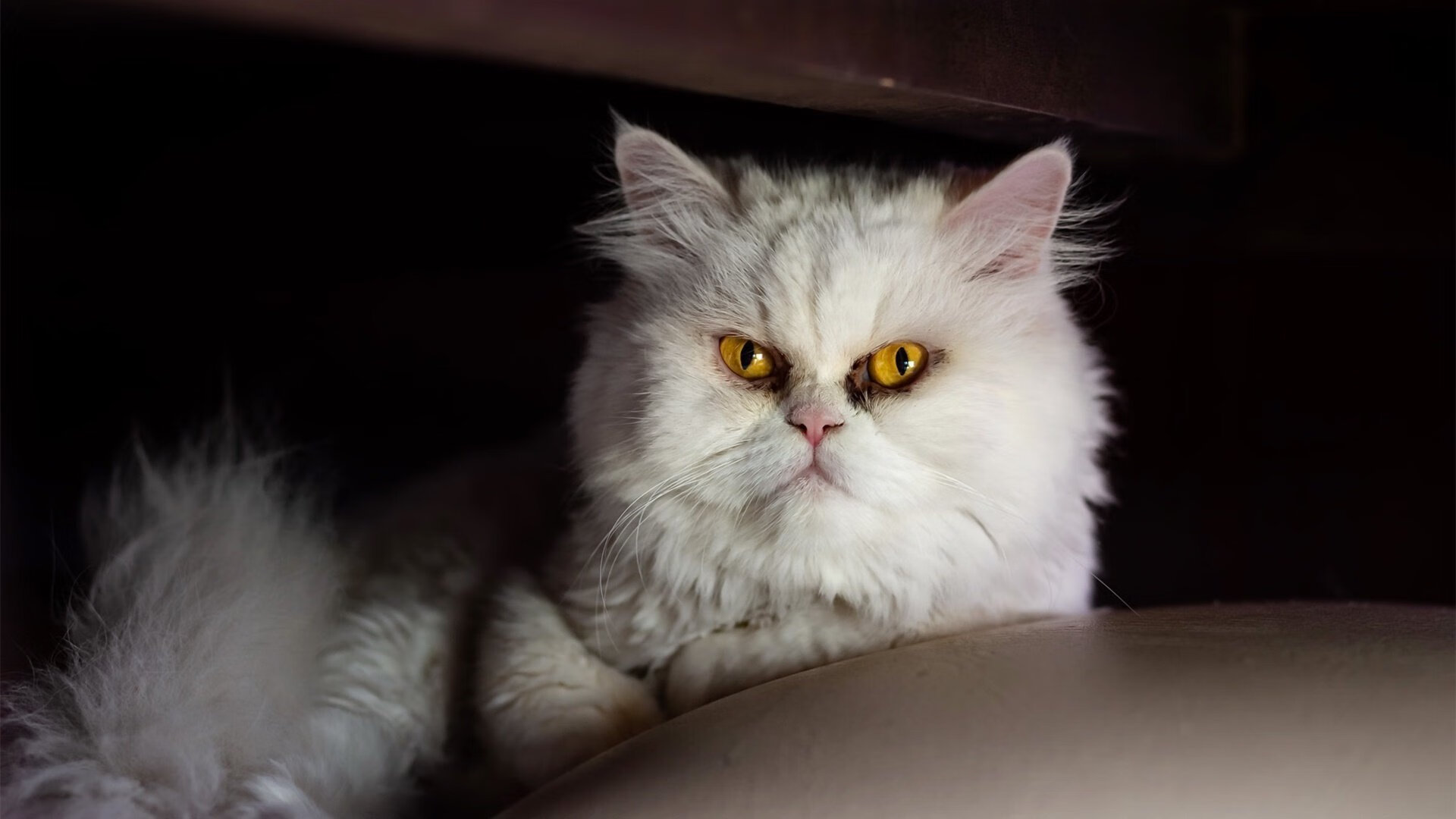 温布利的残响与凤凰城的烈焰,凯恩如何将一场俱乐部的复仇,淬炼成国家的加冕礼