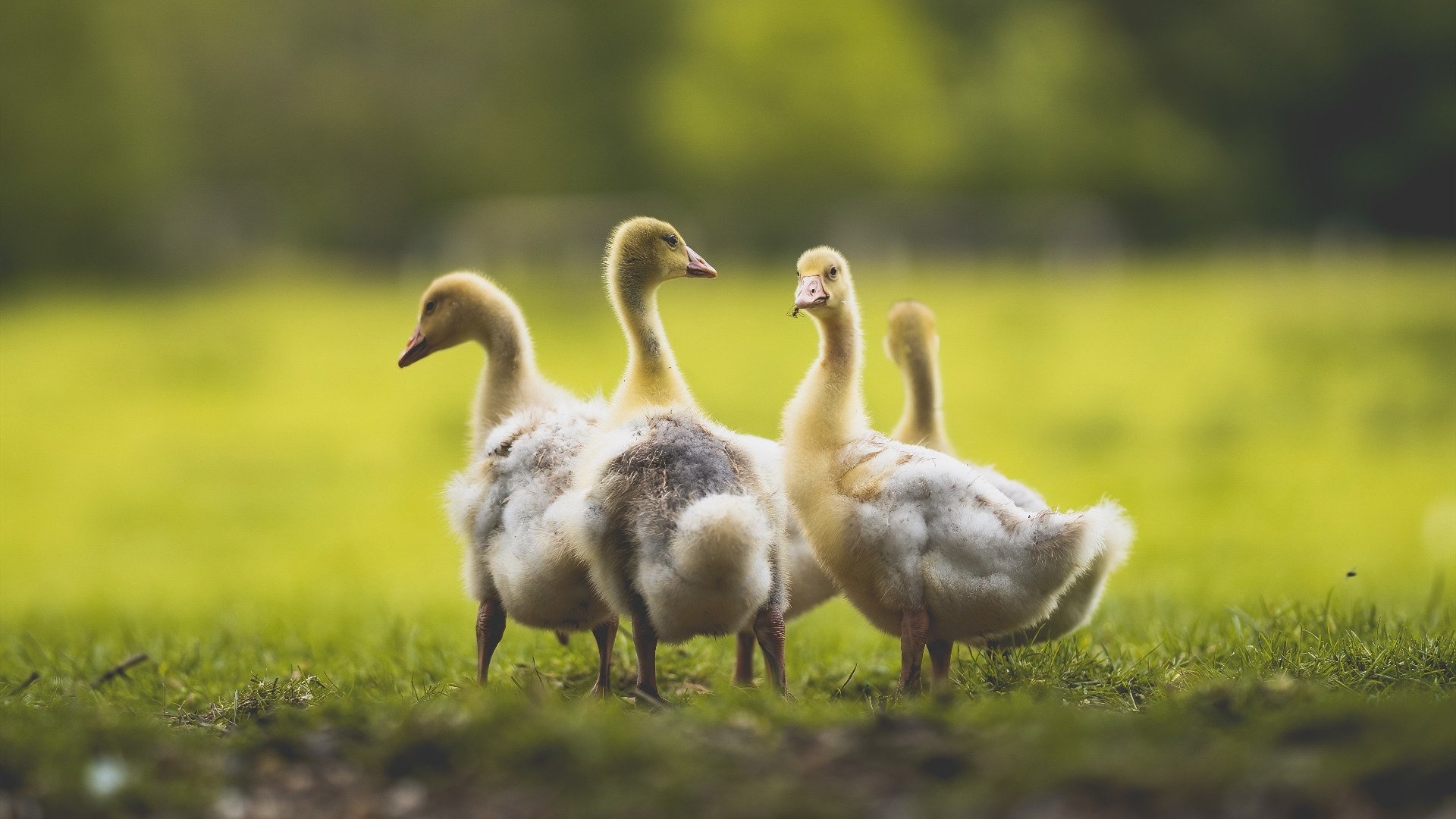 冰与火之歌，德里赫特关键一锤，乌拉圭爆冷冻结挪威