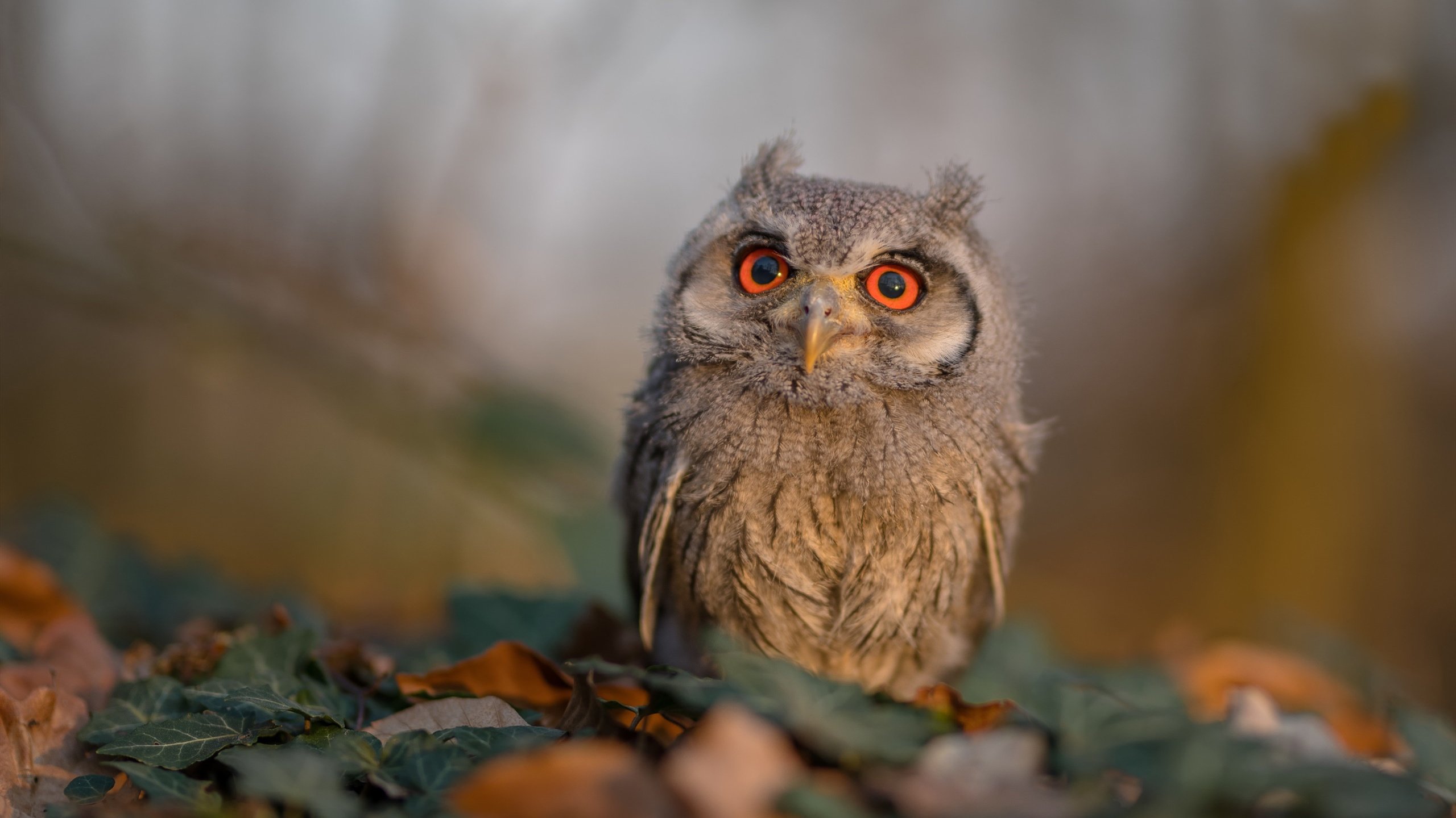 以掌为矛，班凯罗刺穿蜂巢防线—解析灰熊打穿黄蜂的战术密钥