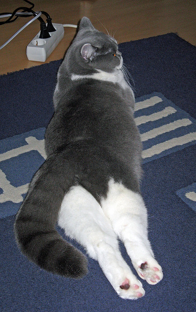 如果湖人篮网总决赛相遇，字母哥将成为最强判官