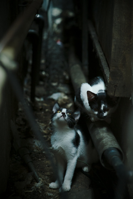 当几内亚遇见土耳其，如果若日尼奥戴上了其他面具