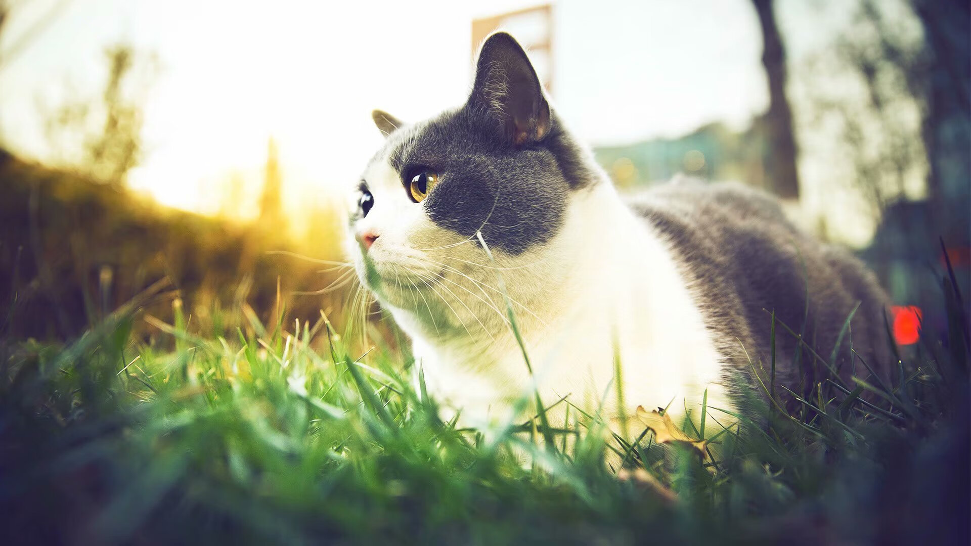 阿拉巴决胜局一锤定音，乌克兰惊险带走哥斯达黎加