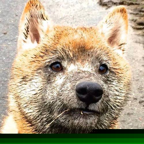 冰川与热土的博弈，当赖斯用秘鲁式奔涌粉碎冰岛式防线