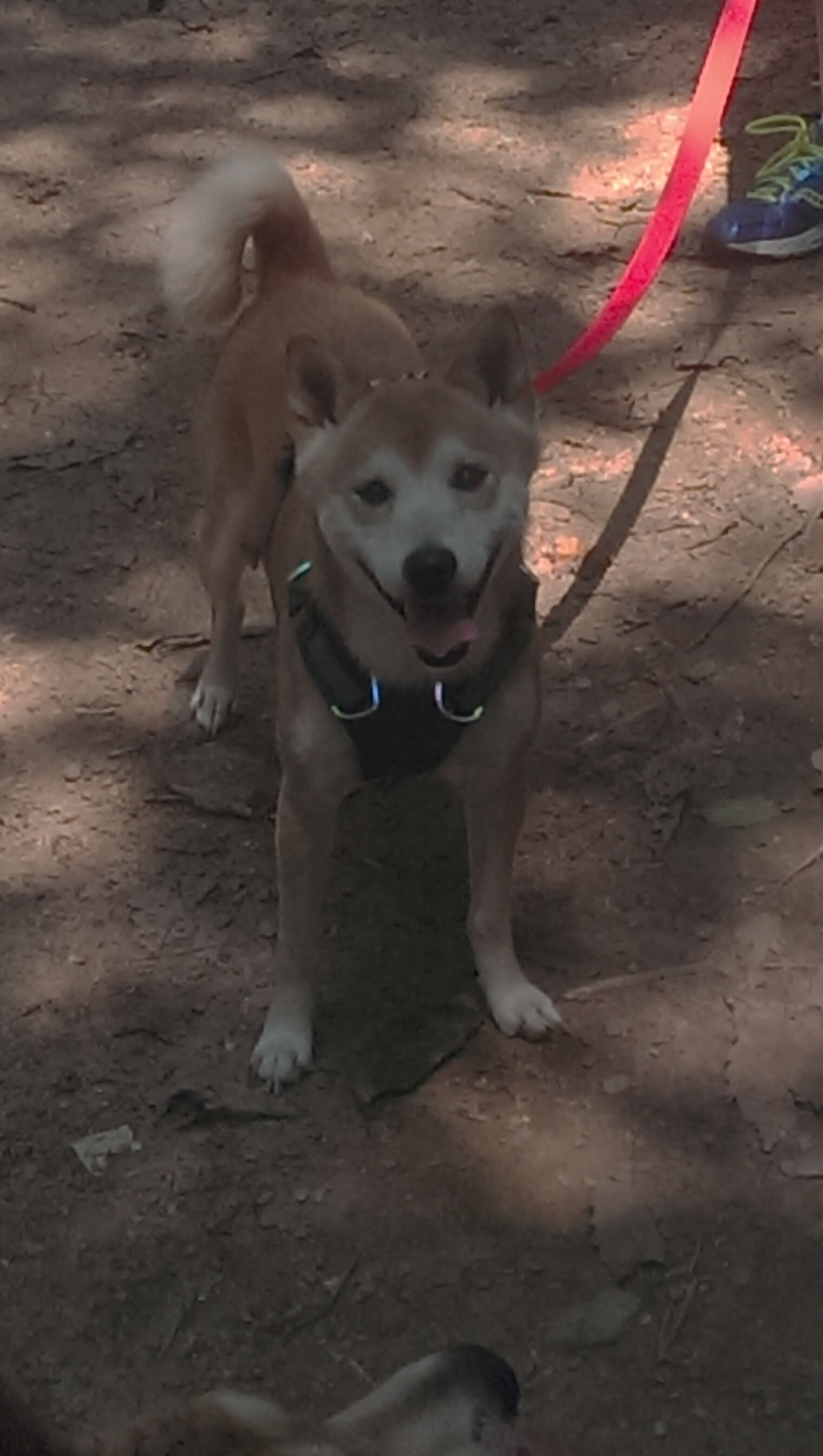 沙漠玫瑰刺穿高卢雄鸡，伊拉克传奇之战，姆巴佩加冕关键先生