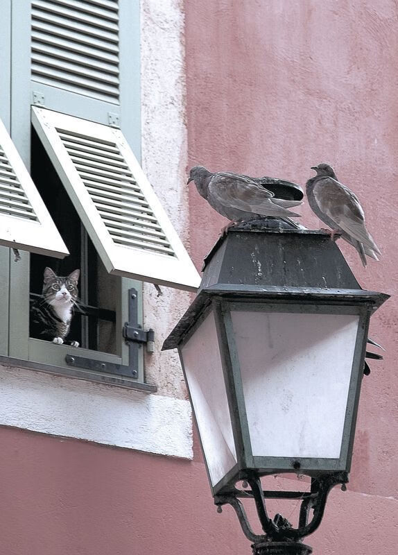魔法淹没灰熊，抢七夜，橙色洪流如何改写历史