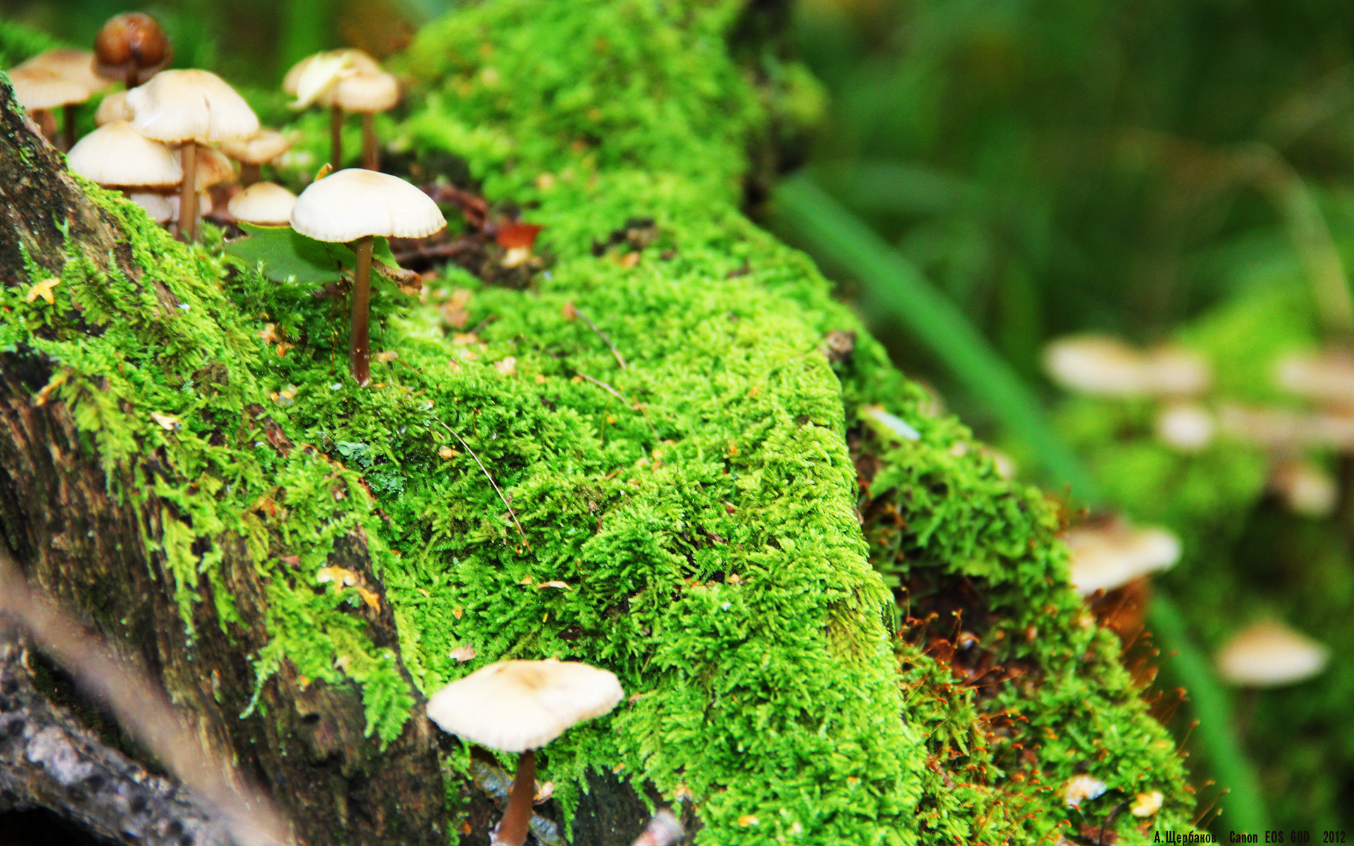 铁骑踏碎雄狮梦,努涅斯神锋降临,卡塔尔碾压式征服塞内加尔