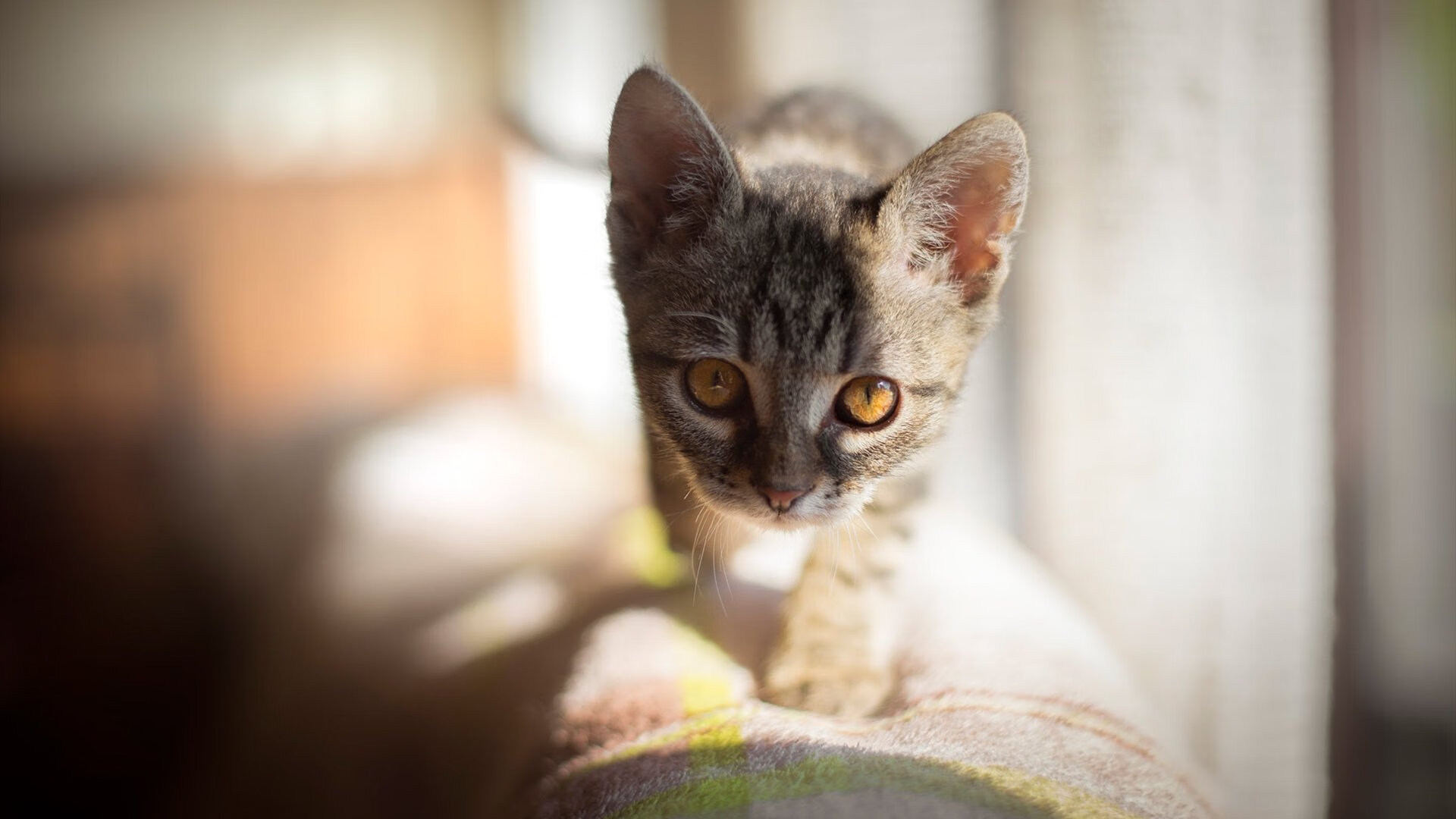 绿茵骑士与汽车城铁血，体育世界里永不熄灭的火焰