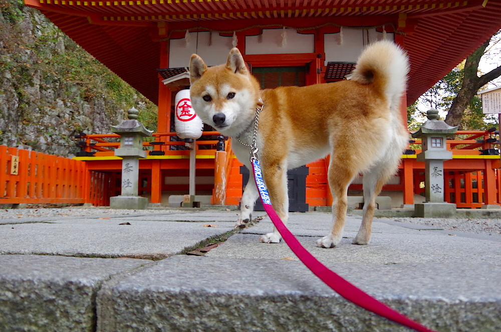 拉梅洛式发动机颠覆认知!凯尔特人绝境中靠速度革命碾过火箭铁阵