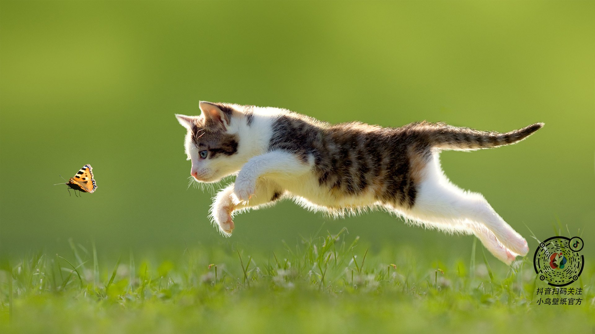 巨星的焦点,集体的胜利,内马尔闪亮与乌克兰爆冷背后的足球哲学