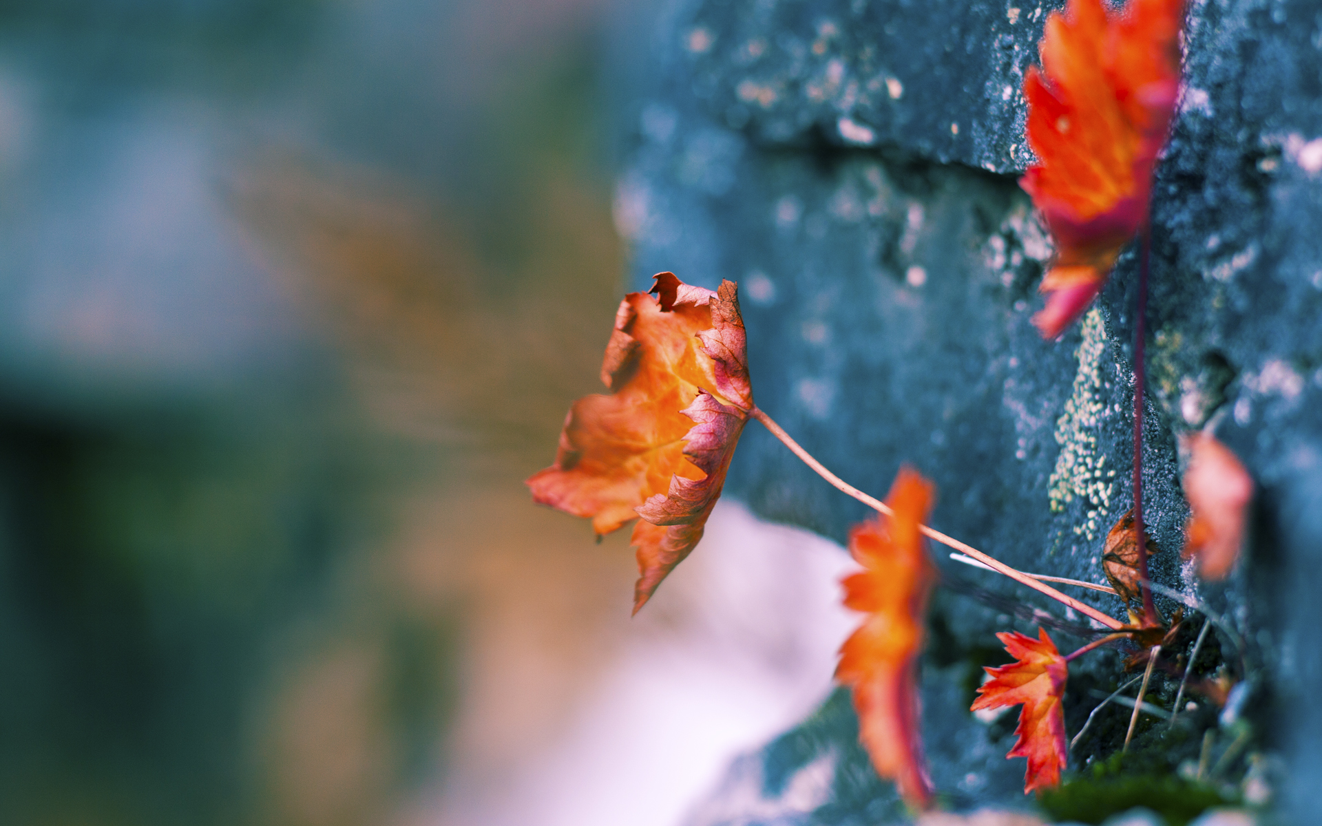 洲际杯决战伊布上演空霸暴走!新西兰爆冷3-2喀麦隆首度登顶